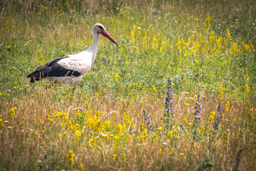 white stork in the meadow, burgenland, austria