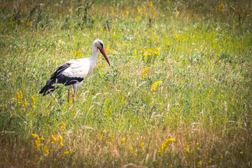 white stork in the grass, burgenland, austria