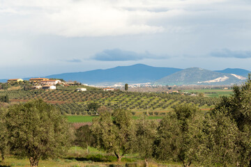 Obraz premium Italy Tuscany natural park of the Maremma, called the Uccellina Alberese park, view of the plain, in the background the city of Grosseto
