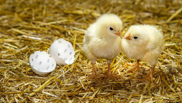 Chick