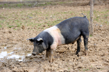 Fototapeta premium black pig called Cinta Senese typical of Tuscany area and surroundings of Siena who lives free in nature on the edge of the forest