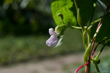 Young stalks of a string bean in blossom