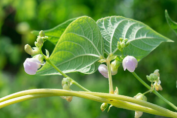 Young stalks of a string bean in blossom