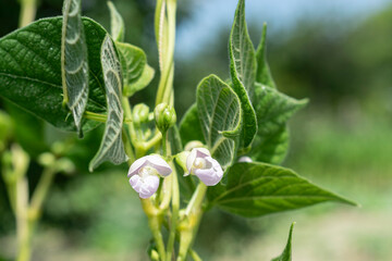 Young stalks of a string bean in blossom