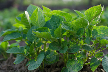 Growing potatoes in the northern Bulgaria in the summer