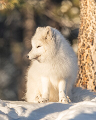 Side profile of a beautiful arctic fox seen in northern Canada, Yukon Territory with tree in background in natural, wild setting. 