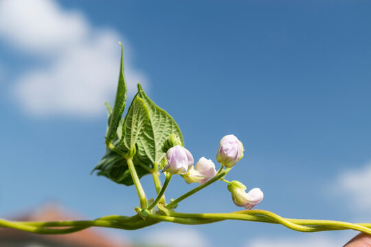 Young stalks of a string bean in blossom