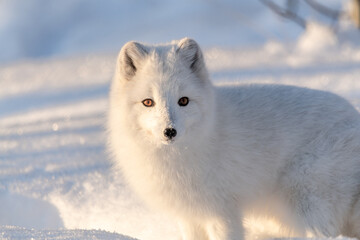 Bright, white and adorable arctic fox seen in winter time with snowy landscape background and...