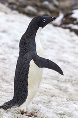 Adelie penguin in standing position in spring