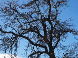 Winter tree branches