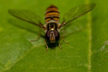 Episyrphus balteatus hoverfly on green leaf, close-up