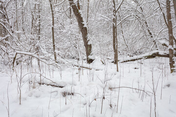 Landscape of the winter forest in the snow. It's a nasty day