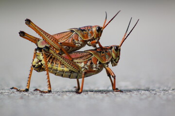 Eastern lubber grasshopper