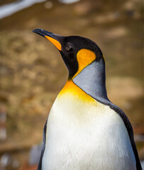 Close up of King penguin with colorful breeding colors on South Georgia