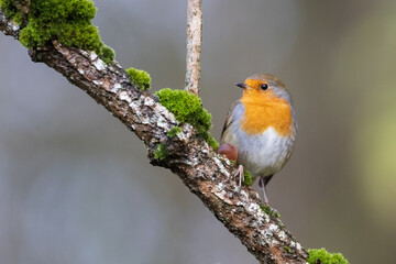 red robin sitting on a tree branch covered with green moss.