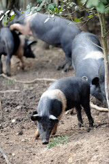 black pig called Cinta Senese typical of Tuscany area and surroundings of Siena who lives free in nature on the edge of the forest