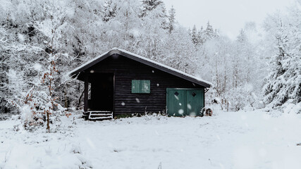 Forêt enneigée