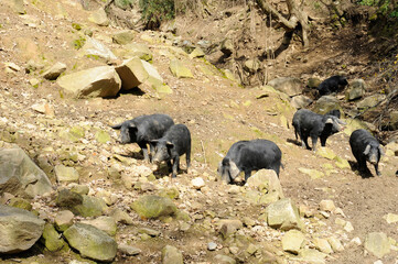 Nebrodi black pig in Sicily who lives in the wild near the forest in Nebrodi mountain area