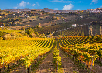 Panoramic view to vineyard on hills in fall, winery and wine making