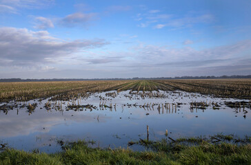 Cornfield in winter. Flooding. Uffelte Drenthe Netherlands. Countryside.