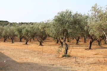 olive trees in region
