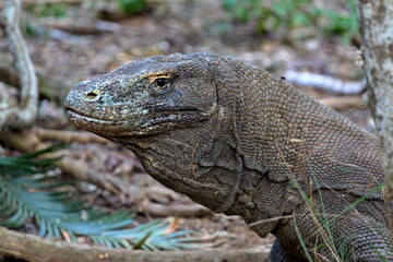 Komodo Dragon / Varanus komodoensis / the world's largest lizard. Komodo Island. Indonesia. Asia.