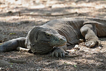 Obraz premium Komodo Dragon / Varanus komodoensis / the world's largest lizard. Rinca Island. Indonesia. Asia.