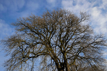 Oak tree. Treetop. Uffelte Drenthe Netherlands. Countryside.