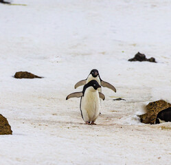 Naklejka premium Pair of gentoo penguins walk down snowy hill in Brown Bluff