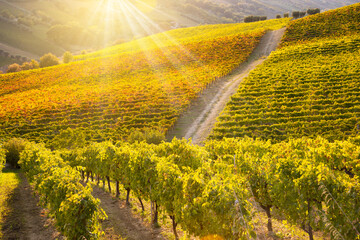 Panoramic view to vineyard on hills in fall, winery and wine making