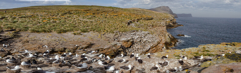 Panorama of black-browed albatross colony on New Island in the Falkland Islands