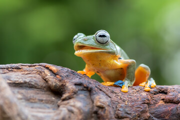 a frog on the tree branch