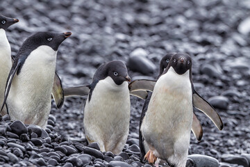 Fototapeta premium Part of a flock of adelie penguins walk on the rocky shoreline