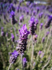 Lavanda