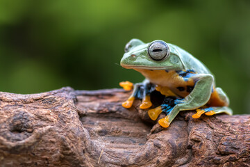 a frog on the tree branch