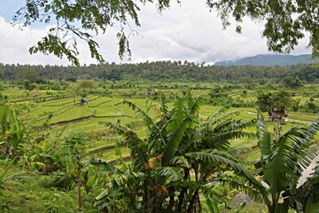 Fototapeta na wymiar The area around Tirta Gangga is noted for its rice paddy terraces. Bali Island. Indonesia. Asia.