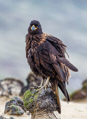 Striated Caracara poses on top of a rock in Falkland Islands