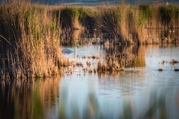 reed belt, national park neusiedler see, burgenland, austria