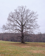 Fototapeta premium Bare tree in a field