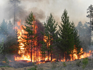 Forest fire, fire and smoke in forest. Wildfires.