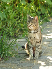 Fototapeta na wymiar cat in the garden