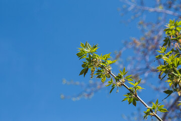 fresh spring greens on a blue sky background. Branch of a tree with young leaves. selective focus