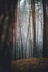 foggy forest