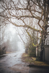 Puddled street in cloudy weather.NEF
