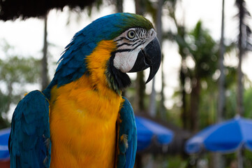 Beautiful tricolor macaw leaning on a wire, close up shot
