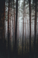 foggy forest