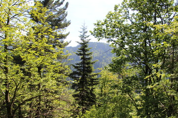 Blick vom Karlsruher Grat in den Schwarzwald