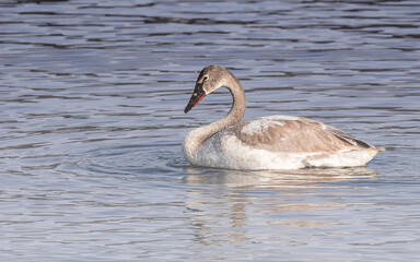 Young swans with brown feathers are playing in open water 