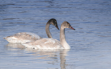 Young swans with brown feathers are playing in open water 