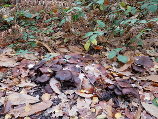 Mushrooms growing on the woodland floor amongst fallen leaves 